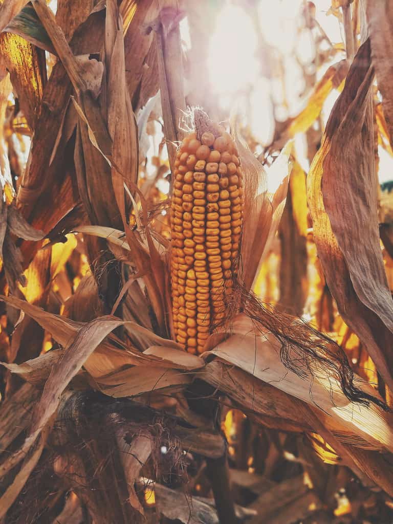 corn
