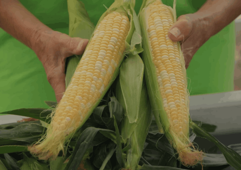 corn